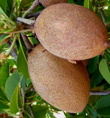 Sapotes are among the favorite fruit meals of Kinkijous and Squirels in Yucatan.