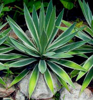 Agave meridensis are hardy exotic ornamental succulents. Contac us if you wish to learn more about our flora and fauna