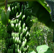Maya Chef Josue Cime serves organically grown in-house bananas to guests  at Hacienda Chichen