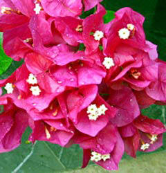 Bougainville flower clusters abound in the hacienda gardens