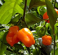 100% Yucatans pride: Chile Habanero, a must for any Mayan cooking feast