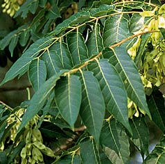 Copal Tree leafs and seed pods are blessed and use in many Mayan Ceremonies as it is the Copal Resin as a ritual inscense