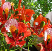 At Yaxkin Spa, the Flamboyan flowers are used in pampering aromatic baths.