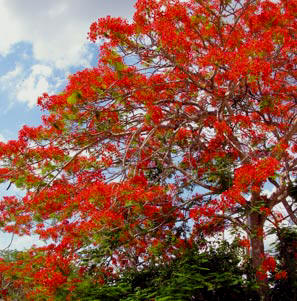 Florida Ornamental Trees