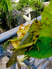 Giant grasshopper, tropidacris cristata, Chichen Itza, Yucatan