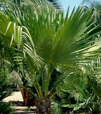 Guadalupe Palm, native of Mexico graces the path to Maya scholar E. Thompson Cottage garden views.