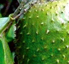 Guanabana fruit has truly exquisite sweet aroma and taste