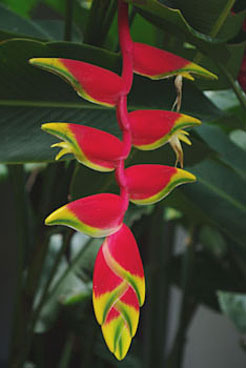 Heliconia rostrata's nectar is highly enjoy by bees, humming birds, butterflies and other small creatures