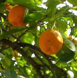 Enjoy fresh organic grown fruits at Hacienda Chichen. Visit their website.