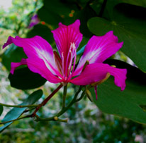 Orchid Tree Flower is a beautiful edible delight found at Hacienda Chichen gardens in Chichen Itza, Yucatan, Mexico