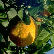 Sour Seville Orange is an important ingredient in Yucatan's cuisine