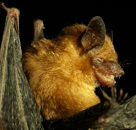 Yucatan yellow bat, Rhogeessa aeneus, endemic to the Yucatan