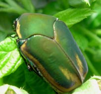 Green June beetles love to dwell in our hibiscus bushes all year round
