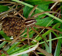 Wolf Spider with offspring a rare moment to capture.