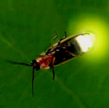 Read here what makes a firefly glow