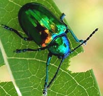 Green Iridescent Beetle devoring a fresh leave at Hacienda Chichen Eco-Reserve