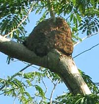 Hacienda Chichen Resort's private Nature Reserve termites