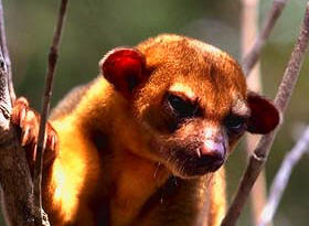 Caring for the Maya fauna and flora in Chichen Itza