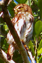 Glaucidium brasilianum: F. Pygmy Owl (English)  Buho Viejita o Mochuelo Caburé  (Spanish) or X'nuk (Maya) - found in Hacienda Chichen Bird Refuge, Yucatan