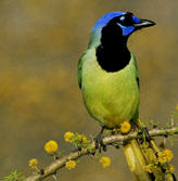 Green Jay or Ses Ib as the Maya called him, is one of the many beautiful birds in found in Yucatan