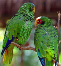Yucatan parrots are endemic to the Yucatan Peninsula, the T'uut (Maya) is a parrot is a monogamous wild animal.